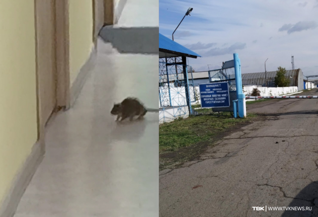 Крысы, тараканы и мусор на полу: красноярцы рассказали об антисанитарии в исправительном центре при колонии