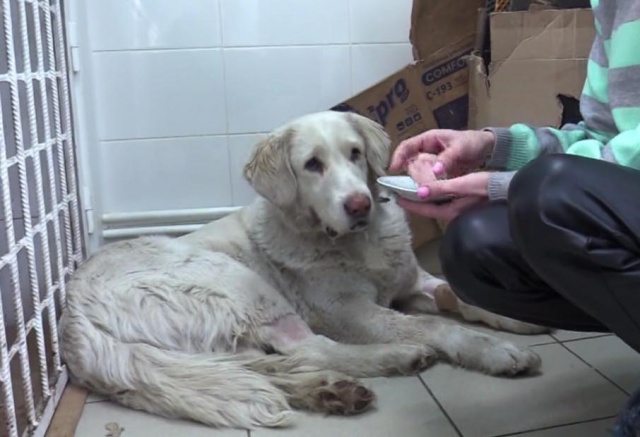 «На улице ее начинает трясти»: как живет красноярская собака Донна, из пасти которой извлекли консервную банку