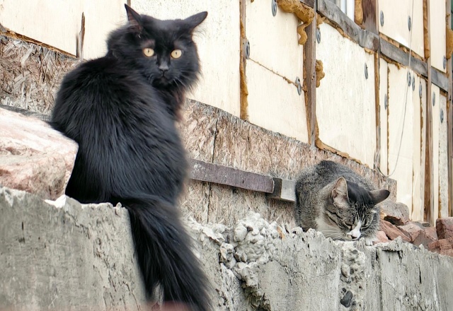     Карантин по бешенству ввели в Сосновоборске: заболевание выявили у домашнего кота