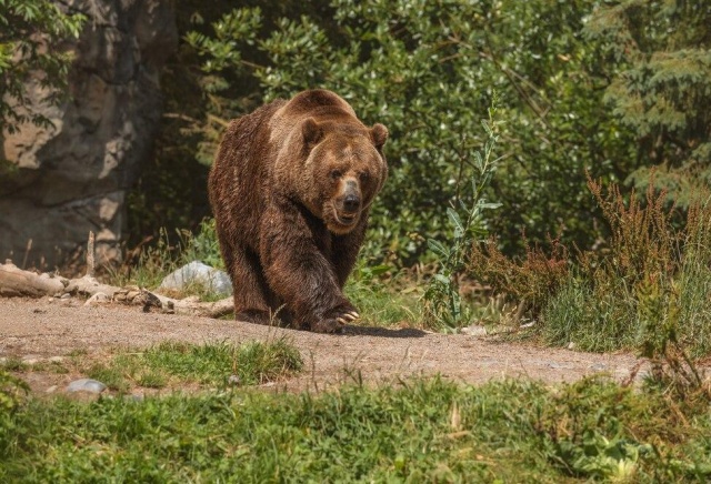 Режим повышенной готовности ввели в Красноярске из-за появления медведей в черте города 