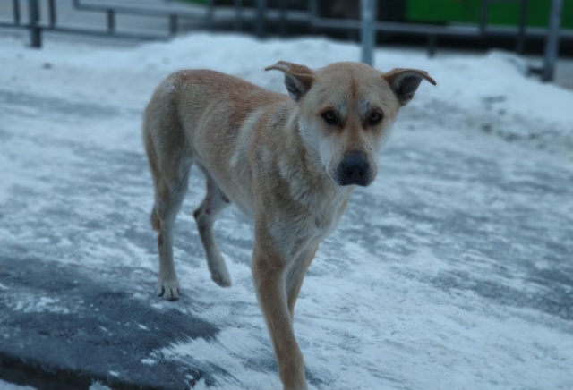 Житель Березовки получил компенсацию за укус бродячей собаки