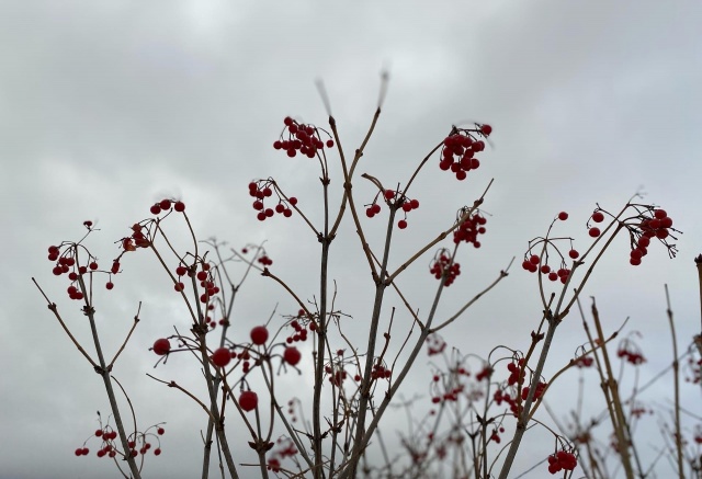 От +3°С до +6°С: какая погода ждет красноярцев на выходных
