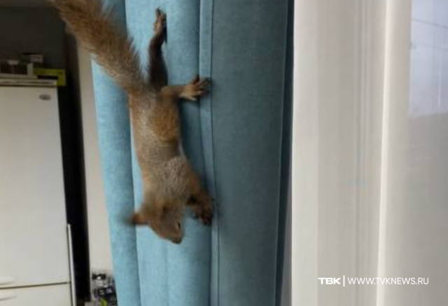 Спасенный после падения с 7 этажа бельчонок сбежал из квартиры на правобережье Красноярска