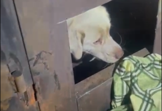 «Их посадили туда, чтобы они сдохли»: красноярцы спасли алабая и хаски из запертого гаража