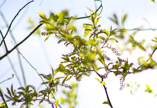 Мини-лето продолжится на последней апрельской рабочей неделе в Красноярске