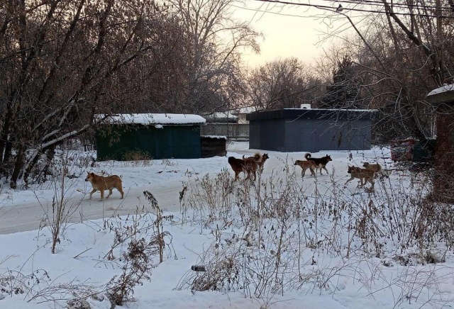 Мэрия ищет отловщиков бродячих собак в Красноярске за 10 млн рублей 
