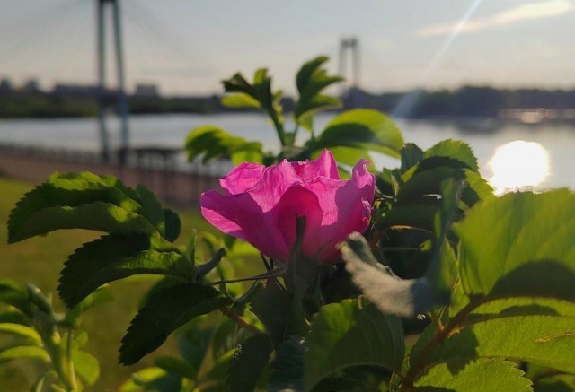 До +26°С и без дождей: прогноз погоды на выходные в Красноярске