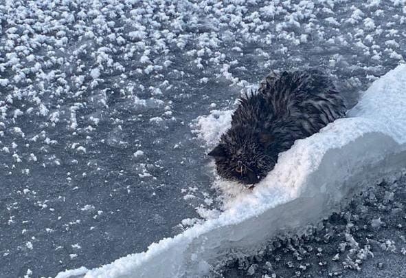 Красноярец выбросил больного кота с катетером в Енисей: животное примерзло ко льду