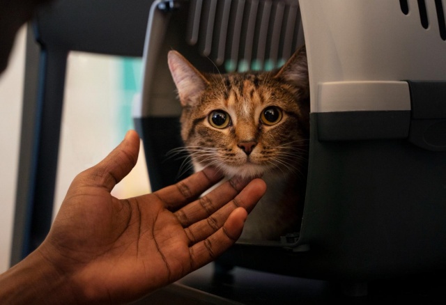 «Это тебе на Новый год»: красноярец убил кота и подарил тело питомца бывшей жене