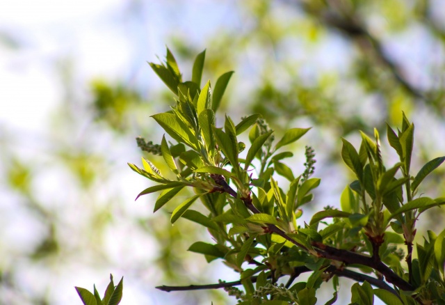 «А какое-то лето будет?»: чего ждать от погоды красноярцам в начале июня