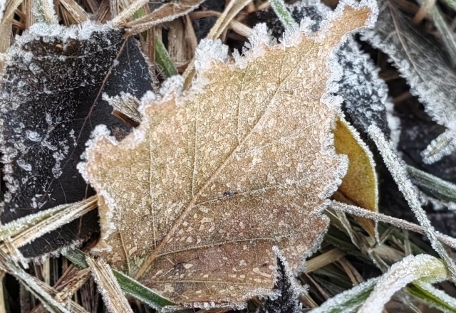 +3°C и ветер: погода на выходные в Красноярске
