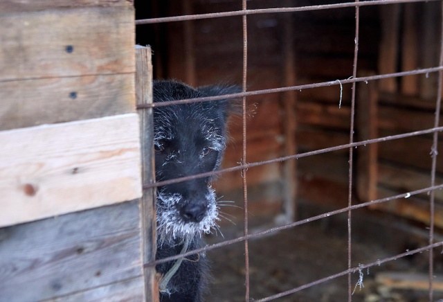 Всех собак стерилизовать, чипировать и проверять на агрессию: появились подробности закона об отлове животных