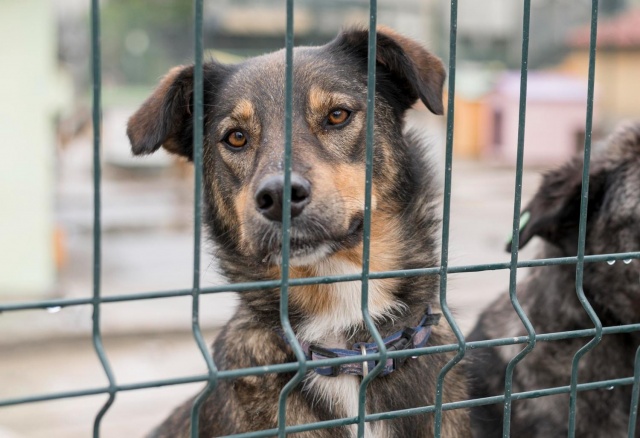 Режим повышенной готовности ввели в Березовском районе из-за безнадзорных собак