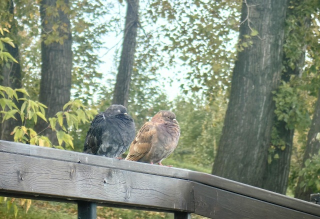 С 24°C до 12°C: перепады температур ожидают красноярцев на последних выходных сентября