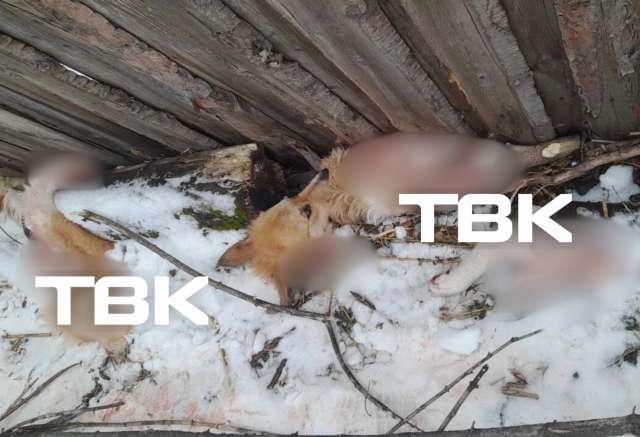 Неизвестный расчленил собаку в селе Зыково Красноярского края