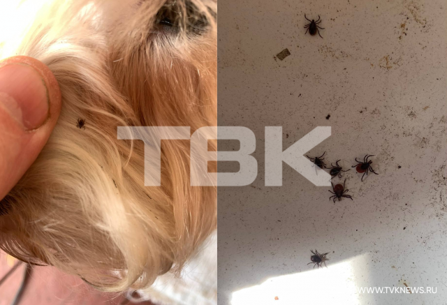 Девять клещей снял красноярец c собаки после прогулки
