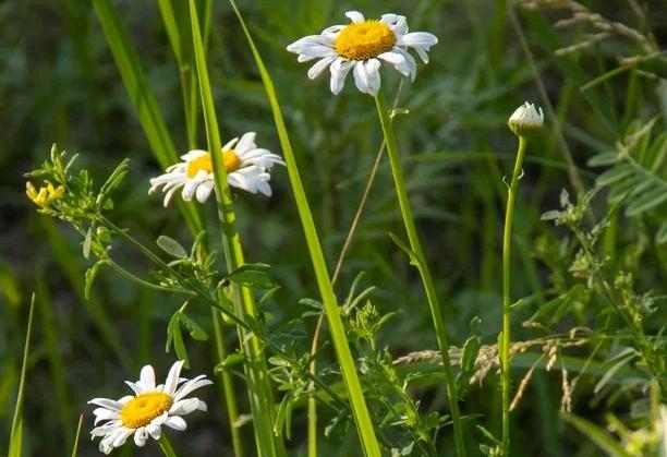Заморозки до -1°C придут в Красноярск посреди лета 