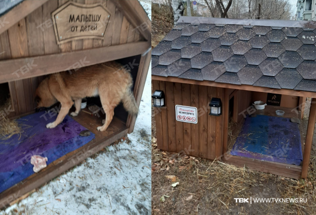 «Весь дом за собаку поднялся»: будку для дворового пса хотят снести в Ветлужанке