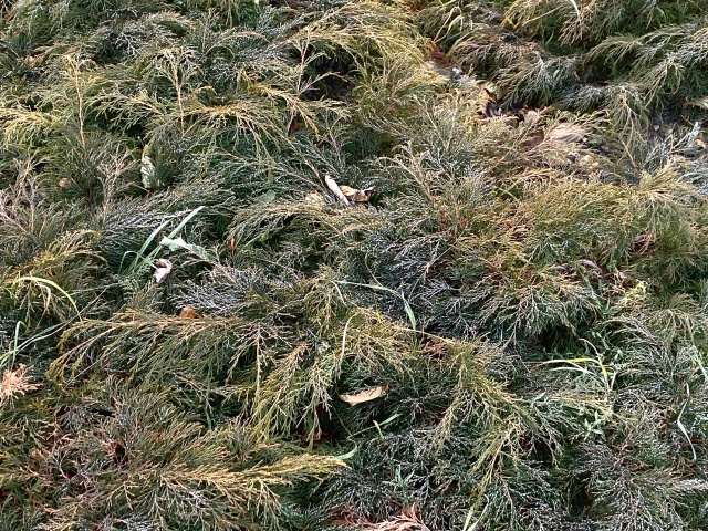 Дождливыми и снежными будут первые выходные октября в Красноярске