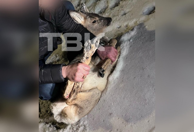 «Изодрала себе мордаху»: красноярцы спасли косулю от бродячих собак в районе «Столбов»