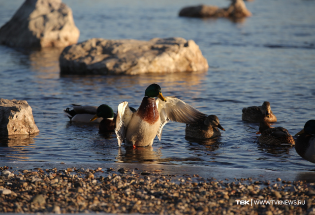 «Плюсовая» температура и снег: прогноз погоды на первую весеннюю рабочую неделю