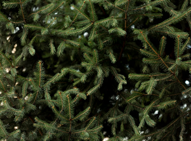 Где купить живую елку в Красноярске: карта с адресами елочных базаров