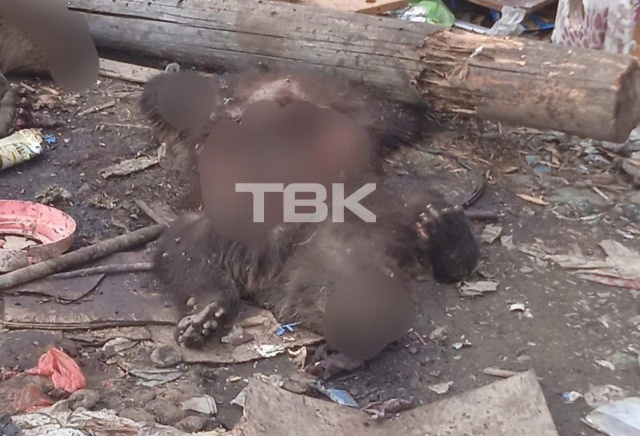 Тела двух медвежат нашли на свалке в Мотыгино