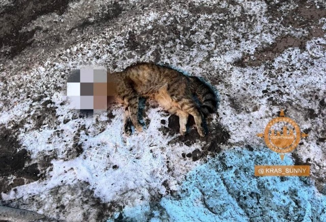 В Красноярске неизвестный выкинул кошку из окна на машину 