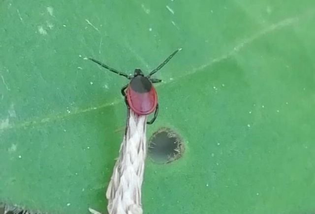 Школьник заболел эрлихиозом после отдыха в Хакасии