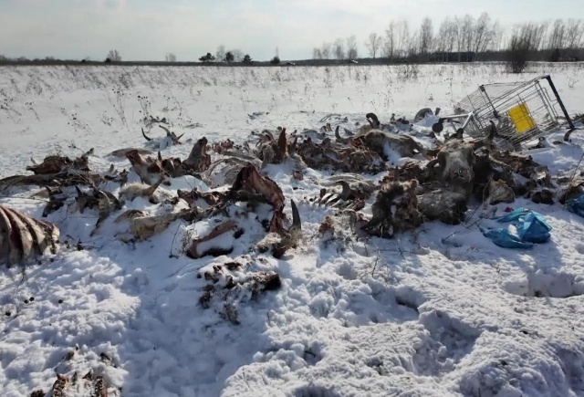 Скотомогильник с останками полусотни коров обнаружили под Красноярском