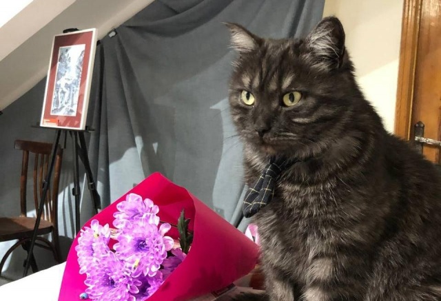 Кот Борис из библиотеки-музея Астафьева потерялся в Овсянке