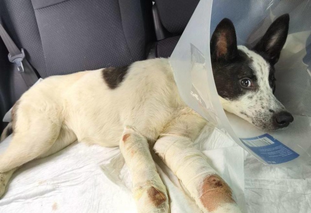 В Ачинске мужчина выбросил свою собаку из окна 4 этажа за то, что она просилась на улицу