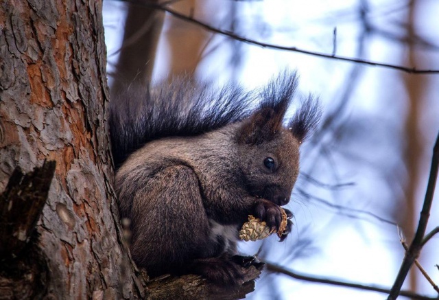 До -30°C и снег: погода на последнюю неделю февраля в Красноярске