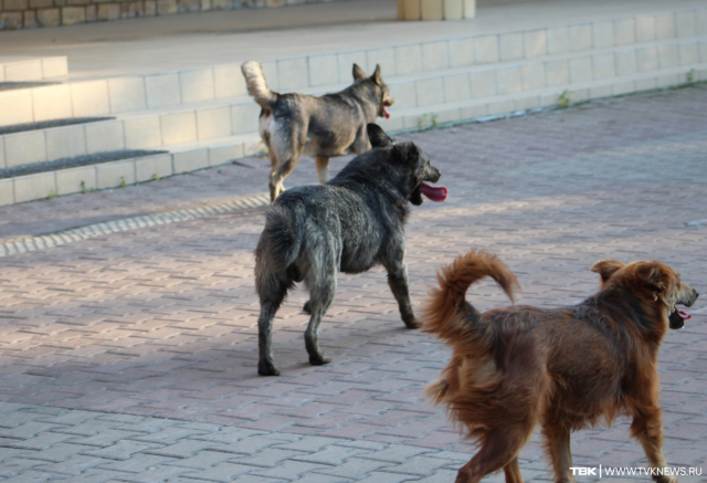 Депутаты краевого Заксобрания отложили рассмотрение закона об эвтаназии бездомных собак