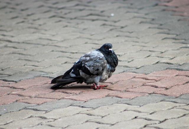 Похолодание до -4°C и снег ждут красноярцев в выходные