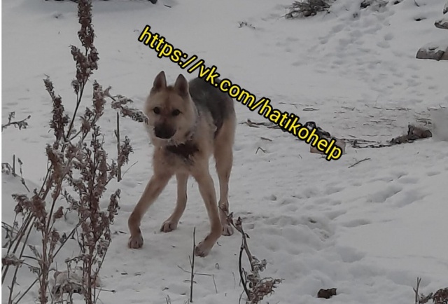 «Визг стоял на всю деревню»: красноярские волонтеры спасли пса, которого хотел повесить хозяин