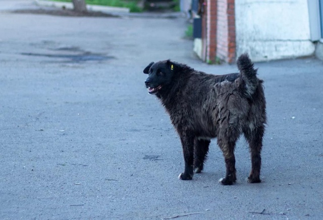 Стая бездомных собак напала на 5-летнюю девочку в Диксоне