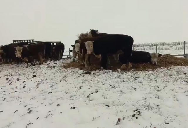 «Сжигают тысячами»: фермеры о массовом уничтожении скота в регионах