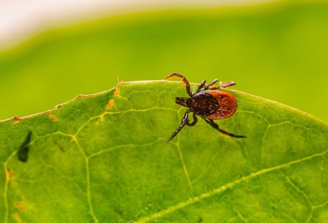 В Красноярском крае зафиксировали 35 случаев присасывания клеща: где встречали членистоногих