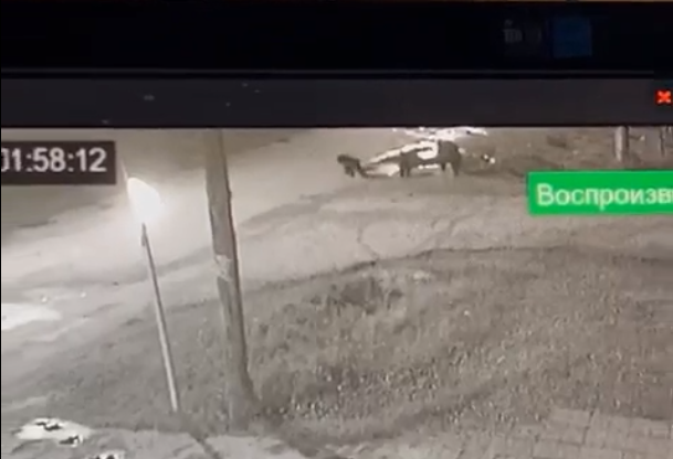 Медведица с детенышами напугала жителей села в Красноярском крае