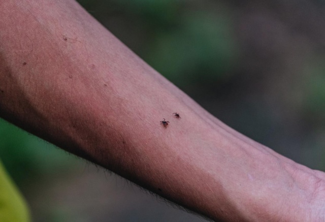 Когда проснутся первые клещи в Красноярске: прогноз Роспотребнадзора