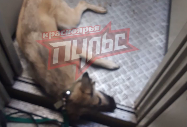 Мертвую собаку нашли в лифте жилого дома в Красноярске: ее мог убить хозяин