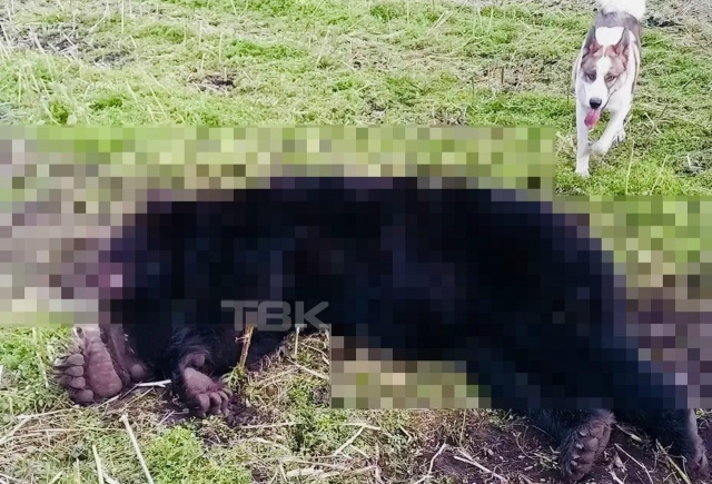 После ликвидации медведя карантин ввели в четырех округах Красноярского края