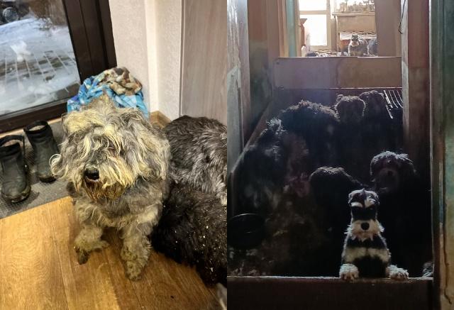 «Полметра фекалий, опилок»: у красноярского заводчика забрали больше 30 немецких породистых собак из-за антисанитарии