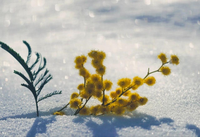 Ветреные и снежные выходные обещают красноярцам синоптики