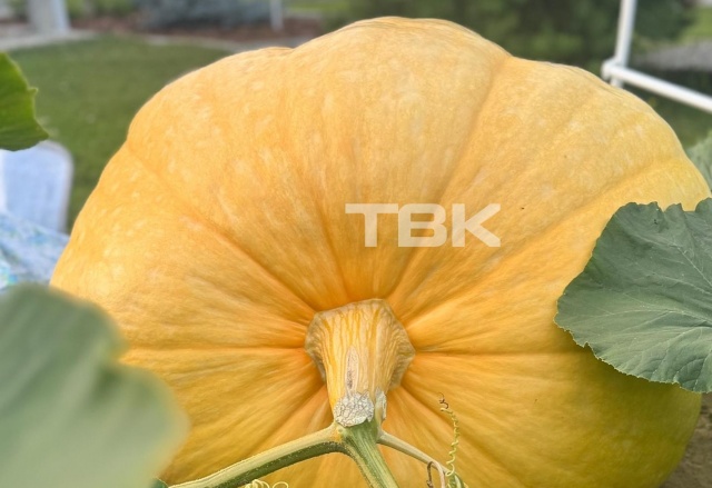 Тыква из Красноярского края заняла 4 место на Всероссийском конкурсе