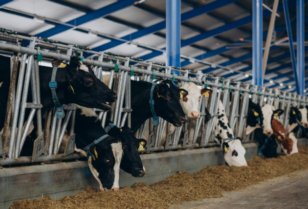 Карантин по бешенству ввели в Емельяновском районе