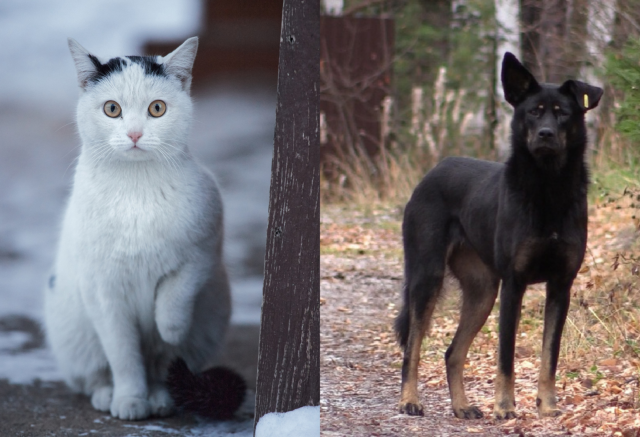 Стерилизовать животных в Красноярске можно будет бесплатно