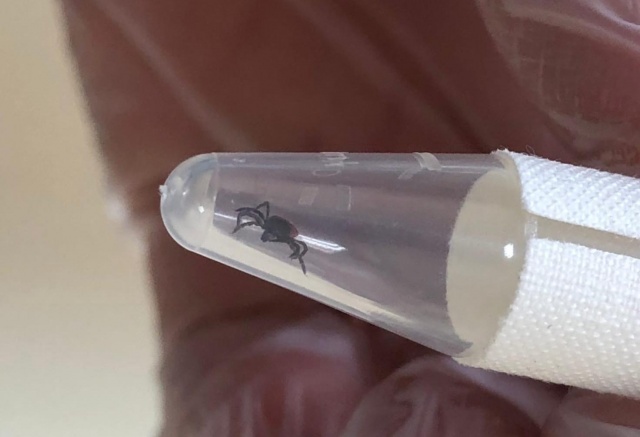 В окрестностях Красноярска ожидается рост численности клещей