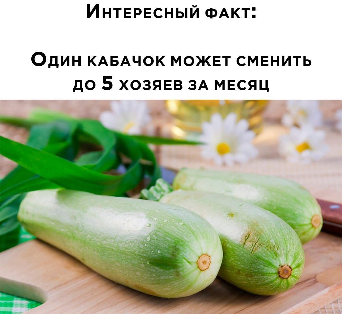 Сезон кабачков